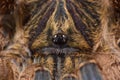 Harpactira pulchripes spider close up