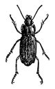 Harpalus Aeneus vintage illustration