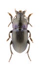 Harpalus dimidiatus Royalty Free Stock Photo