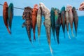 Harpoon fishing in French Polynesia Royalty Free Stock Photo