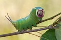 Harpy caterpillar