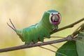 Harpy caterpillar Royalty Free Stock Photo