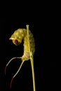 Harpy dancing caterpillar on a black background