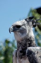 Harpy Eagle