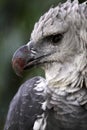 Harpy eagle