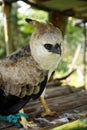 Harpy Eagle