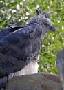 Harpy Eagle Royalty Free Stock Photo