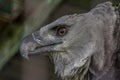 The harpy eagle American harpy eagle, Harpia harpyja is a neotropical species of eagle. In Brazil, the harpy eagle is also known Royalty Free Stock Photo