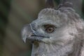 The harpy eagle American harpy eagle, Harpia harpyja is a neotropical species of eagle. In Brazil, the harpy eagle is also known