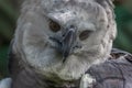 The harpy eagle American harpy eagle, Harpia harpyja is a neotropical species of eagle. In Brazil, the harpy eagle is also known