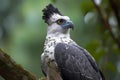 Harpy Eagle (Central and South America) (Generative AI)