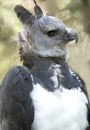 Harpy eagle, costa rica, grey bird hawk, falcon