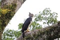 Harpy Eagle in Ecuador, south America Royalty Free Stock Photo