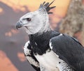 Harpy Eagle On Edge Royalty Free Stock Photo