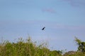 Amazonian eagle standing over the amazon basin in Leticia, Colombia