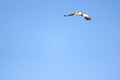 Amazonian eagle standing over the amazon basin in Leticia, Colombia