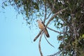 Amazonian eagle standing over the amazon basin in Leticia, Colombia