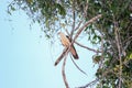 Amazonian eagle standing over the amazon basin in Leticia, Colombia