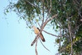 Amazonian eagle standing over the amazon basin in Leticia, Colombia