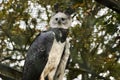 The harpy eagle, Harpia harpyja is also called the American harpy eagle Royalty Free Stock Photo