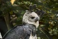 The harpy eagle, Harpia harpyja is also called the American harpy eagle Royalty Free Stock Photo