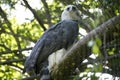 Harpy Eagle Harpia harpyja bird in an aviary Royalty Free Stock Photo