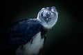 Harpy Eagle - Bird of Prey Royalty Free Stock Photo