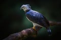 Harpy Eagle - Bird of Prey Royalty Free Stock Photo