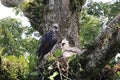 Harpy Eagle in Ecuador, south America Royalty Free Stock Photo