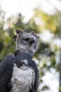 Harpy eagle Harpia harpyja raptor perched on a branch Royalty Free Stock Photo