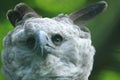 Harpy eagle