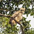 Harpy Eagle juvenile