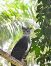 Harpy Eagle