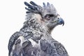 Full Body Harpy Eagle watercolor, predator animals wildlife. Isolate on white background.