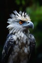 Harpy Eagle: The Top-Rated, Shaggy-Haired Rocker from Brazil Royalty Free Stock Photo