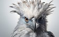 Harpy Eagle on a White Background -Generative Ai