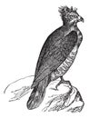 Harpy thrasaetus harpyia vintage engraving