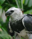 Harpya harpyja (Harpy Eagle) Royalty Free Stock Photo