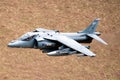 Harrier Royalty Free Stock Photo