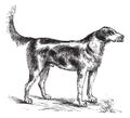 Harrier or Canis lupus familiaris vintage engraving