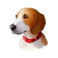 Harrier dog digital art illustration isolated on white background. Uniteed Kingdom origin scenthound, foxhound tricolor medium-