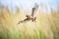 harrier hawk soaring over green grass