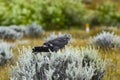 A harrier sitting on a bush with its head turned to the camera