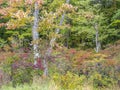 Harriman State Park, New York State autumn Royalty Free Stock Photo