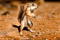 Harris' Antelope Ground Squirrel