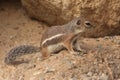 Harris Antelope Ground Squirrel (Ammospermophilus harrisii)