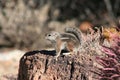 Harris' antelope squirrel (Ammospermophilus harri