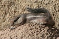 Harris' antelope squirrel (Ammospermophilus harri