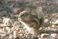 Harris' antelope squirrel (Ammospermophilus harri