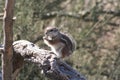 Harris` antelope squirrel Ammospermophilus harrisii